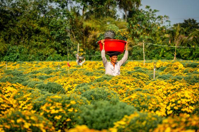 Làng hoa hơn 100 năm Sa Đéc tất bật vào xuân