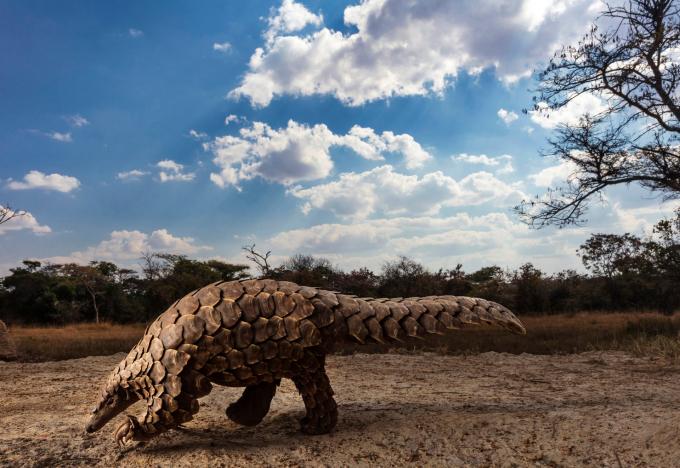 Bức “Loài tê tê trong khủng hoảng” của Brent Stirton đã đoạt giải nhất cuộc thi Giải thưởng nhiếp ảnh thế giới của Sony 2020 hạng mục thiên nhiên và động vật hoang dã.