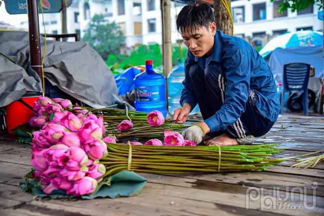 Sen được bó lại thành từng bó cho khách đến tận đầm chờ thu mua