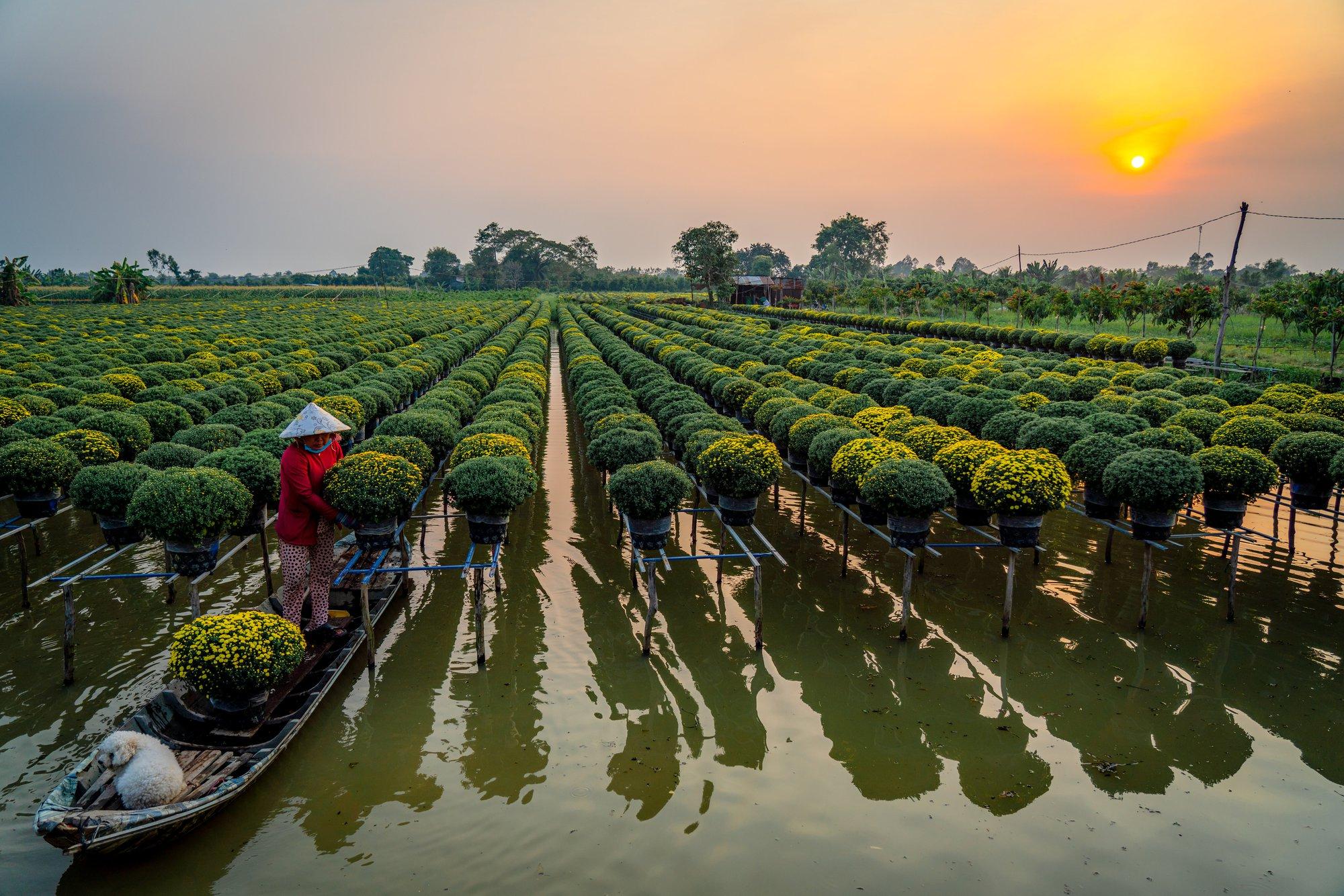 Làng hoa hơn 100 năm Sa Đéc tất bật vào xuân - Ảnh 9.