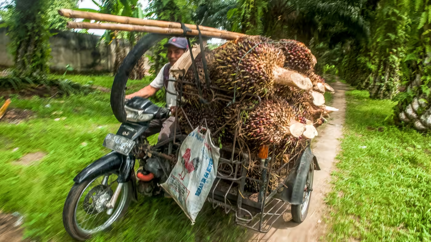 Tương lai đầy ảm đạm của nông dân trồng dầu cọ Indonesia - Ảnh 3.