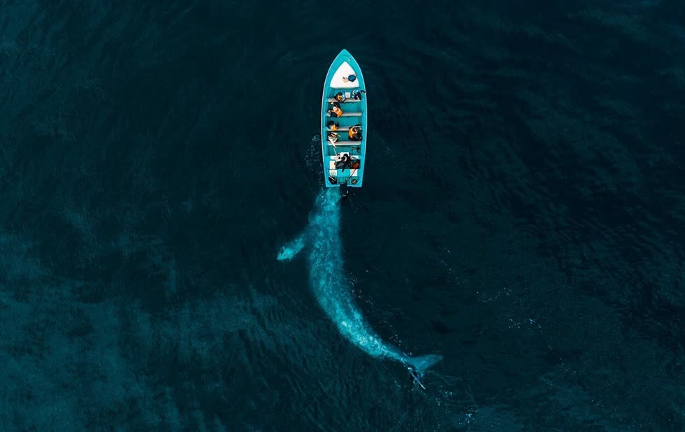 Bức ảnh Gray Whale Plays Pushing Tourists (Cá voi xám chơi đùa đẩy khách du lịch) của Joseph Cheires.