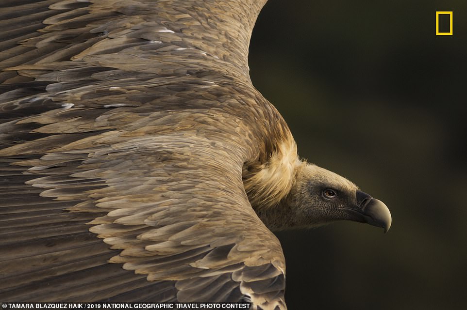   National Geographic trao giải Nhất mục ảnh Thiên nhiên cho bức ảnh tuyệt đẹp chụp chú chim kền kền Griffon đang chao liệng trên bầu trời công viên quốc gia Monfragüe, Tây Ban Nha. Nữ nhiếp ảnh gia viết: “Kền kền là thành viên quan trọng của môi trường, vì chúng tham gia “tái chế” động vật chết. Kền kền cao quý và oai phong – vua của bầu trời”.   