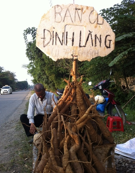 Đinh Lăng bày bán tràn ngập đường.