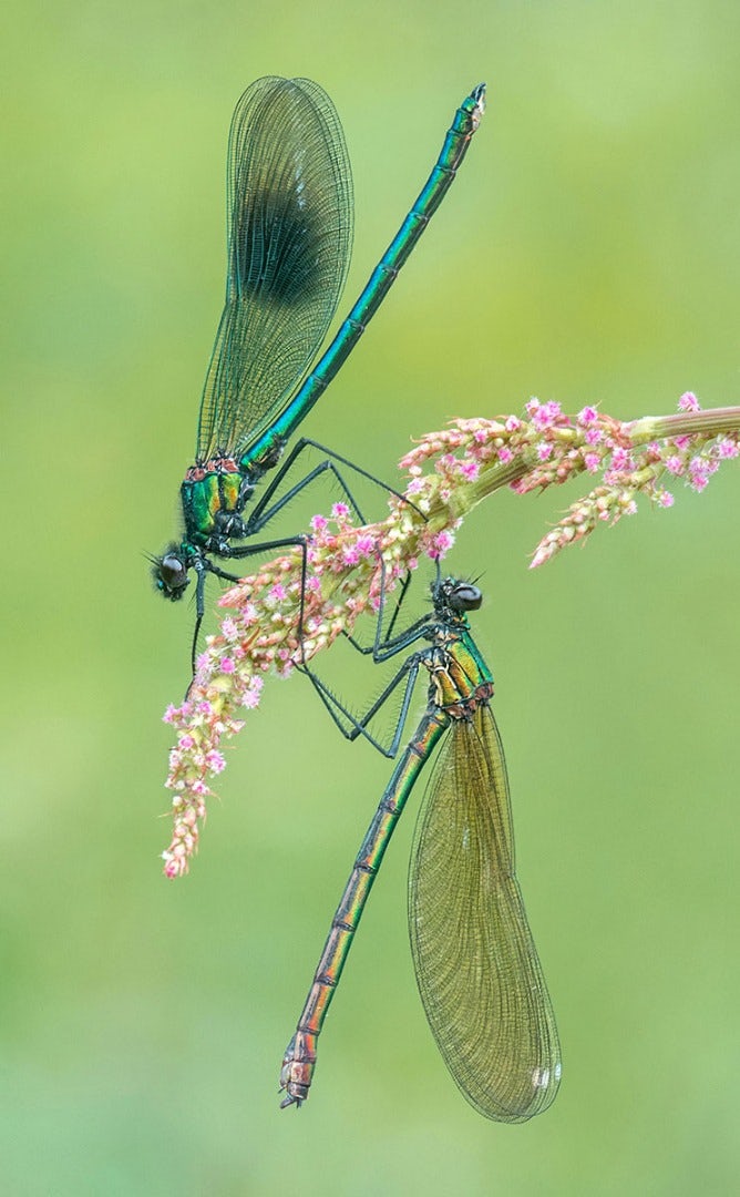 Hai con chuồn chuồn đực đậu trên một cành cây. Ảnh của tác giả The Banded Demoiselles. Reddish Vale Country Park, Stockport (Anh).