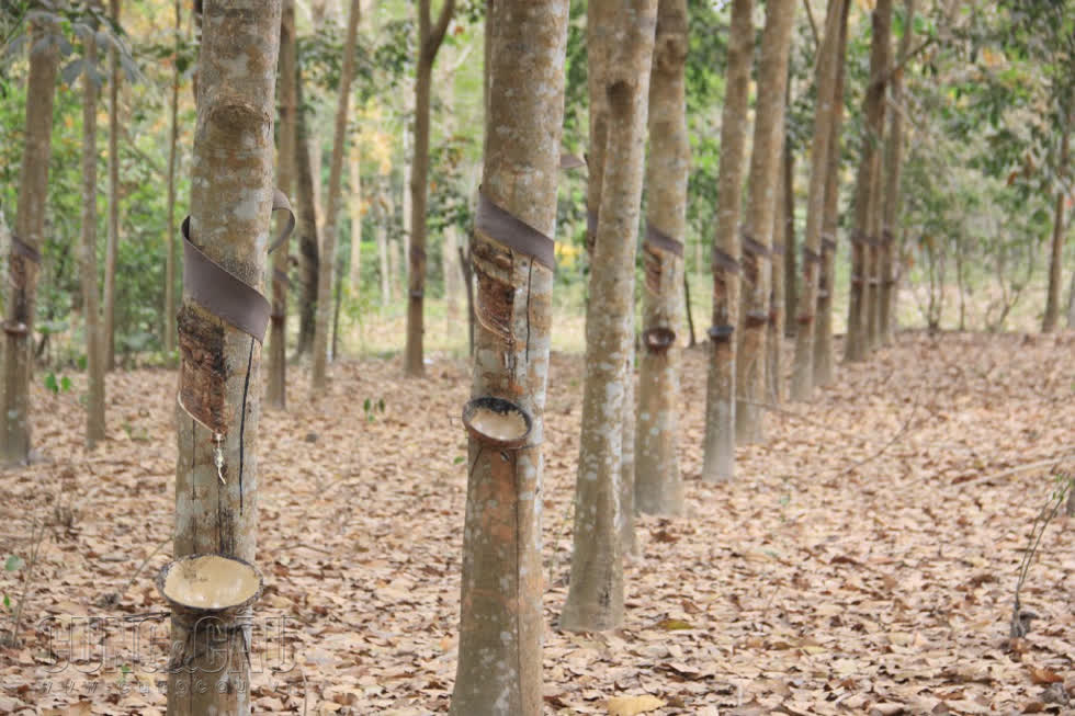 Căng thẳng Mỹ-Trung khiến giá cao su thế giới giảm