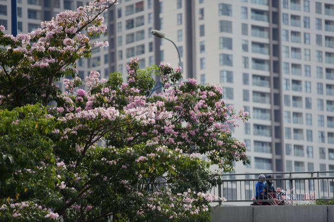 Hoa nở rộ trên đường Hàm Nghi, Quận 1.