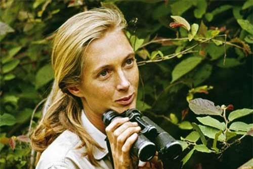  Jane Goodall - nhà nhân học nghiên cứu tinh tinh trên thế giới