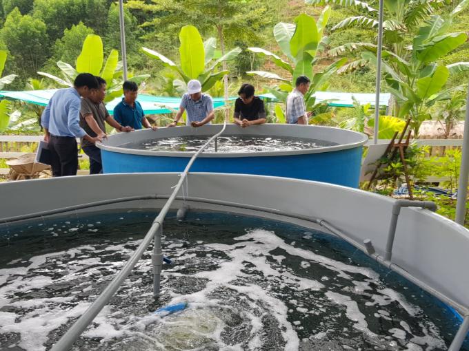 Mô hình nuôi rong nho thiên nhiên tại Làng Du lịch Dưỡng sinh.