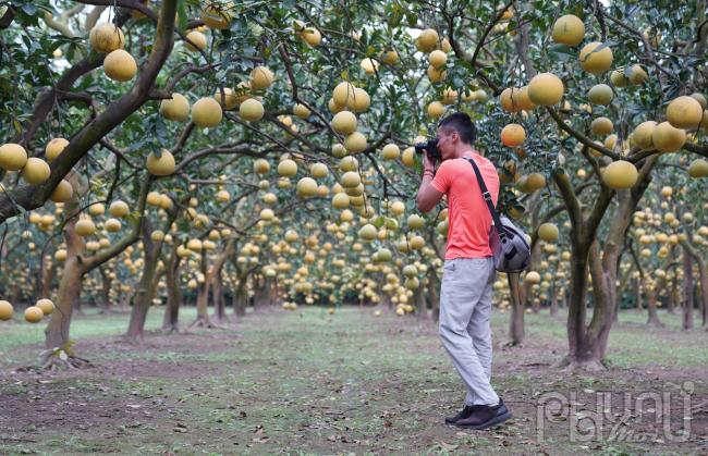 Ngoài ra vườn còn cho thuê chụp ảnh, tham quan mỗi vé 50,000 đ/người