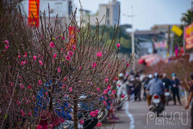 Hiện tại đào nở hoa và nụ đang tầm đẹp nhất để cắm chơi tết.