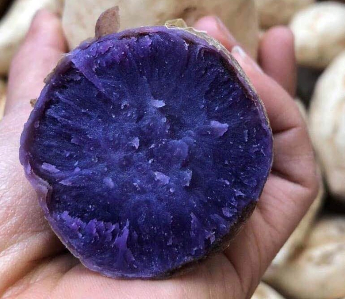   Khoai lang tím rất giàu anthocyanin, chống lão hóa và ngăn ngừa ung thư (Ảnh minh họa)  