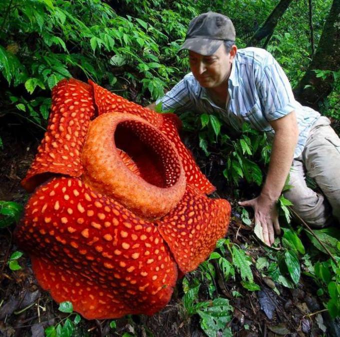   Rafflesia là loài hoa lớn nhất thế giới và nó trông khá đáng sợ. Nhìn bề ngoài, loài hoa này không có rễ, thân hoặc lá. Tuy nhiên, kích thước của nó không phải là điều duy nhất làm cho nó trở nên độc đáo. Loại hoa này còn nổi tiếng vì tỏa ra mùi thịt thối đặc trưng. Rafflesia đang ở trên bờ vực tuyệt chủng.  