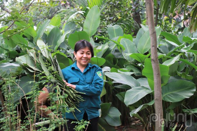 Bà Nguyễn Thị Khuyên cho biết thời điểm này là cao điểm thu hoạch lá dong của người dân địa phương. Họ cắt lá đến 26-27 âm lịch. Lá dong Tràng Cát thường là lá dong nếp, bản to, lá dày, đẹp. Dùng loại lá này khi gói bánh sẽ xanh và ngon hơn, không bị thâm giống như các loại lá dong khác.