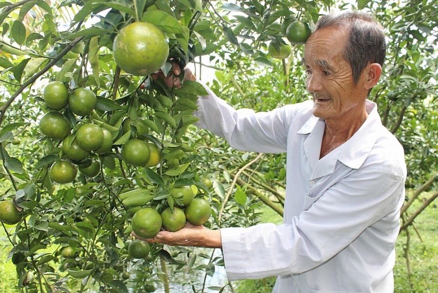 Tiêu dùng trong tuần: Rau xanh tăng mạnh giữa lúc vàng và thịt heo rớt giá   