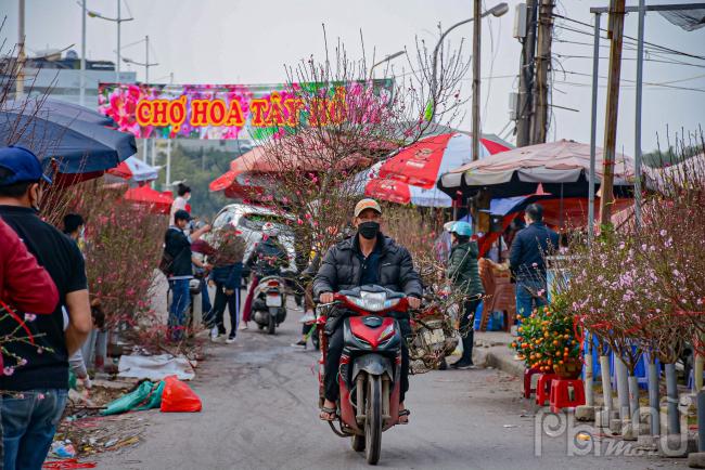 Một số người chơi đào chọn mua đào sớm 