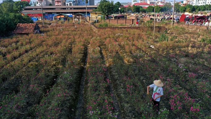 Người dân lo lắng vì đào nở sớm dù còn 2 tuần mới đến tết