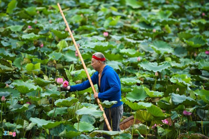           5h sáng, ông Trần Thành cùng vợ lại ra đầm sen nhà mình để thu hoạch. Là một trong số ít ỏi những gia đình còn giữ được đầm sen truyền thống để bán hoa và làm trà, cứ tới mùa vụ, gia đình ông lúc nào cũng tất bật chẳng ngơi tay.          