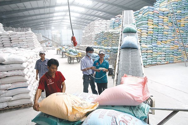 Ngoài tác động tích cực của việc giảm thuế, thị trường gạo năm nay sôi động hơn, nhu cầu thu mua cao cũng là lý do đẩy giá gạo xuất khẩu tăng. Ảnh: Báo Công Thương