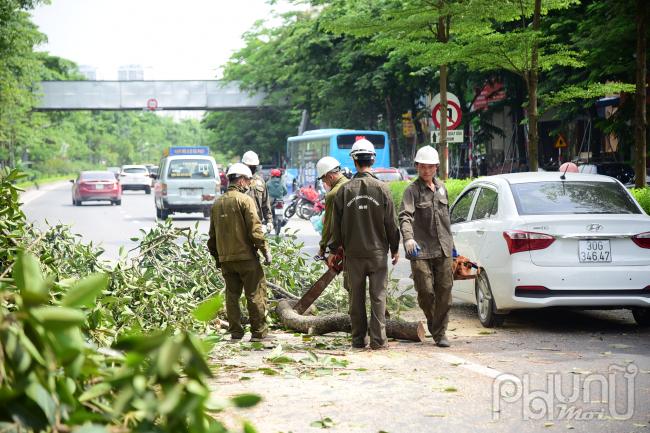 Cây đa hơn 100 năm tuổi gãy nhánh làm giao thông tắc nghẽn