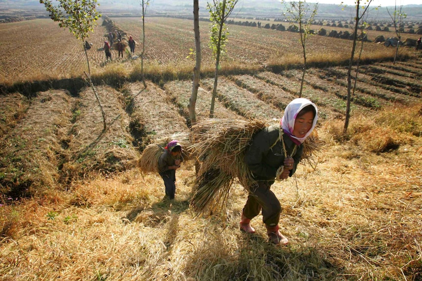  Người dân Triều Tiên nguy cơ bị mắc kẹt giữa nạn đói và đại dịch COVID-19 - Ảnh 15.