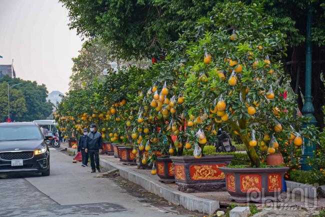 Ngoài ra còn có nhiều cây bưởi đẹp giá trị cao bày bán tai đây.