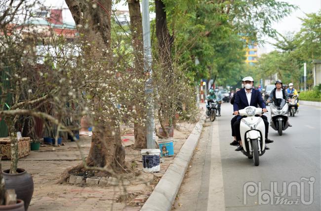 Những ngày này, dọc tuyến đường Lạc Long Quân (quận Tây Hồ. Hà Nội), tiểu thương bắt đầu bày bán những cành lê, cành mận chơm nở phục vụ khách hàng trang trí nhà cửa dịp Tết.