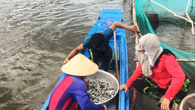 Lũ về muộn: Cá linh khan hiếm, lợp cua ế hàng vì không ai mua