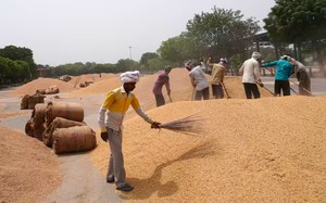 Chuyên gia: Các nhà lãnh đạo Đông Nam Á phải quan tâm hơn đến chính sách lương thực