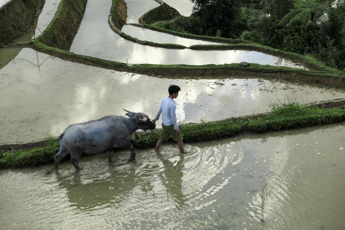 Một người nông dân dắt trâu thong dong trên ruộng 