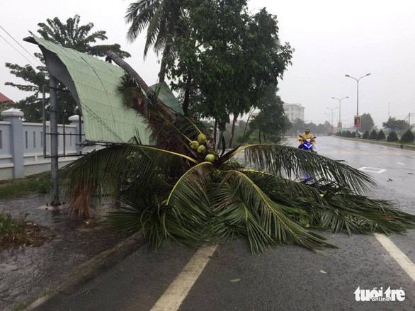   Mưa và gió lớn tại huyện Vạn Ninh, Khánh Hòa làm cây đổ, ngập cục bộ vài nơi - Ảnh: THẾ THẾ  