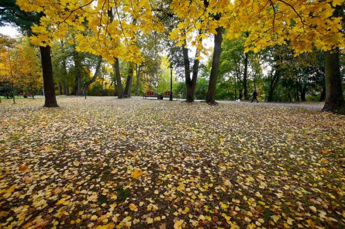 Sắc thu qua những chiếc lá rụng ở Minsk, Belarus/Vasily Fedosenko 