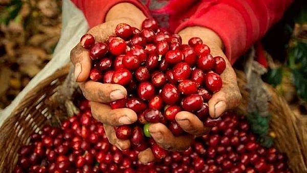 Giá cà phê hôm nay 11/10: Robusta dừng chuỗi ngày lao dốc- Ảnh 1.