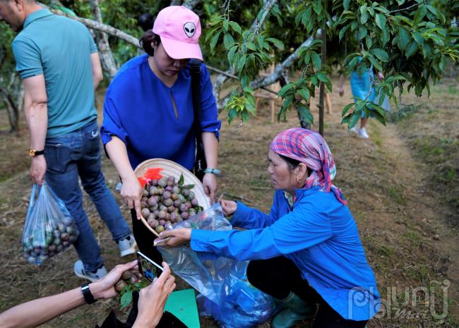 Đại diện UBDN huyện Bắc Hà cho biết, sau nhiều năm trồng trọt và lai ghép, đến nay huyện Bắc Hà có khoảng 750 ha mận ngon, dự ước năm nay sẽ thu hoạch từ 3.200 - 3.500 tấn quả. Mận Tam Hoa là niềm tự hào của người dân vùng núi Bắc Hà, bởi không chỉ giúp người dân phát triển về kinh tế, tăng thu nhập mà còn trở thành sản phẩm du lịch rất hấp dẫn, góp phần “níu chân” du khách mỗi khi đặt chân tới cao nguyên hoang sơ này.