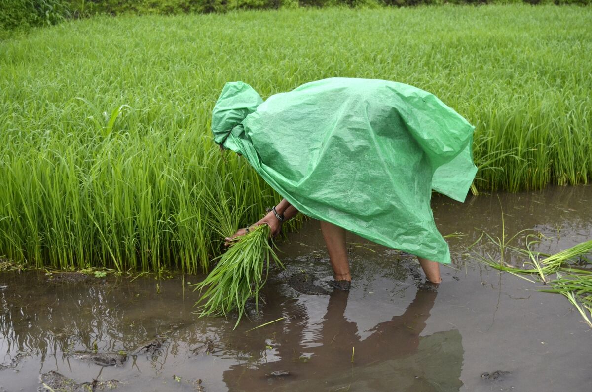 Hạn hán, chiến tranh, lệnh cấm xuất khẩu đe dọa an ninh lương thực toàn cầu - Ảnh 1.