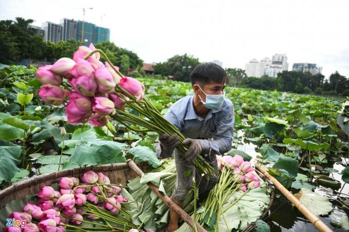           Đầm sen của ông Thành nằm ở khu Đầm Trị (quận Tây Hồ) với diện tích 3 ha. Để đảm bảo tiến độ hái sen cho khách, ông phải thuê thêm 4 thuyền hái. Mỗi ngày, công việc diễn ra liên tục từ 5h đến 8h30 sáng.          