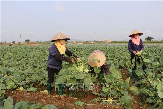 Nhiều diện tích su hào tại xã Vạn Ninh, huyện Gia Bình người dân phải bán đi với giá rẻ. Ảnh: Thanh Thương/TTXVN