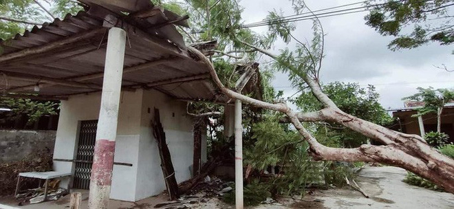   Cây lớn bị quật đổ nằm la liệt tại xã Cự Nẫm, huyện Bố Trạch, Quảng Bình.  