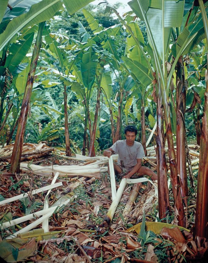 Một người dân đang tách vỏ cây Abaca