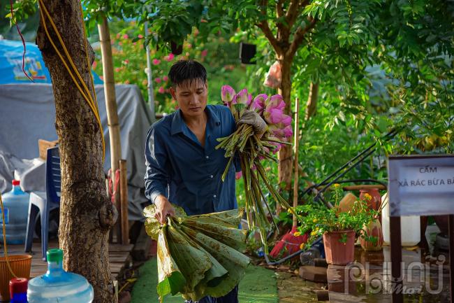 Công đoạn này cần có thêm lá sen để ủ trà