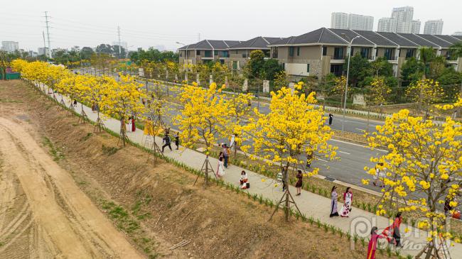 Tuy mới được trồng vài năm nhưng hoa phong linh thích ứng với khí hậu nước ta rất tốt, thời gian nở kéo dài 