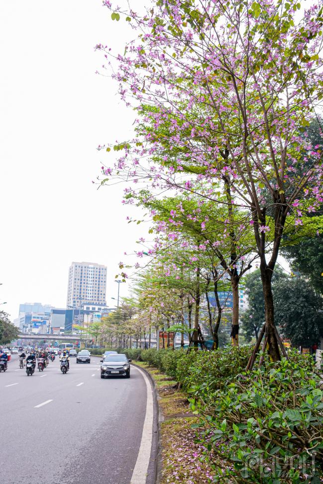 Tuyến đường láng đoạn Ngã Tư Sở bừng sáng rực rỡ sắc hoa ban.