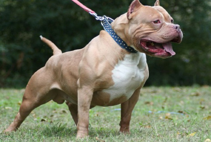 Tiêu hủy chó Pitbull cắn chủ tử vong