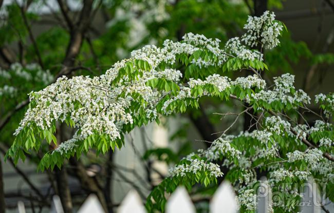 Hoa sưa kết thành từng chùm và mọc ra từ nách lá, thường xuất hiện trước khi lá mọc đầy đủ. Loài hoa này có mùi thơm nhẹ nhàng.