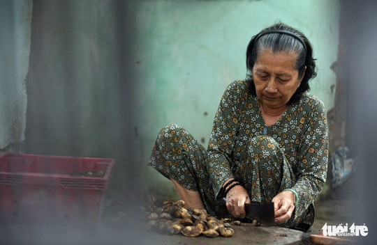 Cây bàng đi qua thăng trầm cùng người dân Côn Đảo 