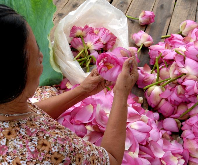 Tách gạo sen dùng để ướp trà.