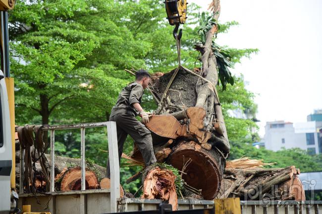 Cây đa hơn 100 năm tuổi gãy nhánh làm giao thông tắc nghẽn