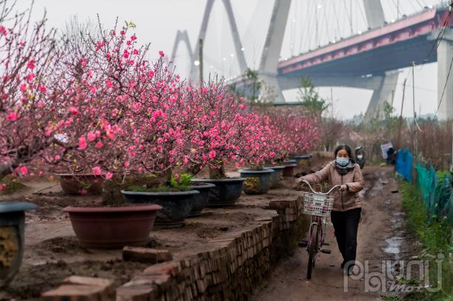 Thời điểm này, các vườn đào tại khu vực phía dưới chân cầu Nhật Tân đang nở rộ tuyệt đẹp chờ đón khách mua về trưng Tết