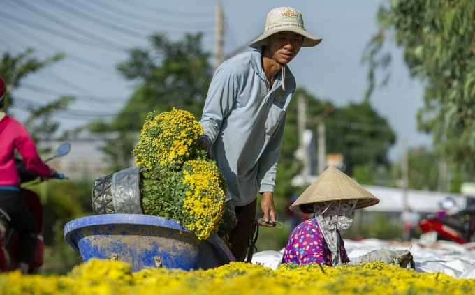 Cúc mâm xôi ở làng hoa lớn nhất miền Tây tăng giá kỷ lục