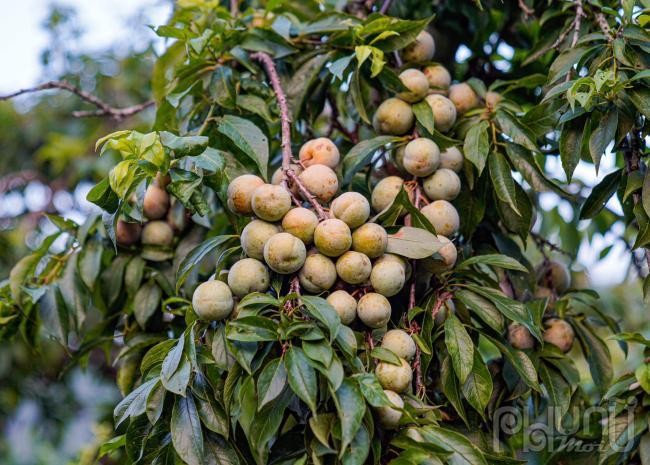 Đâu đâu cũng bắt gặp trái mận tam hoa sai trĩu cành.